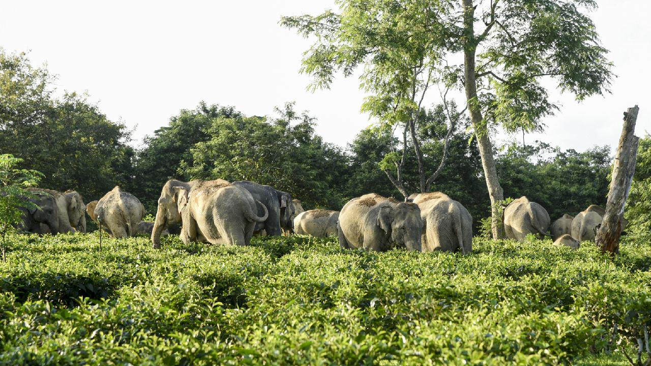 Afrika'da fillerin saldırısına uğrayan milyoner avcı hayatını kaybetti