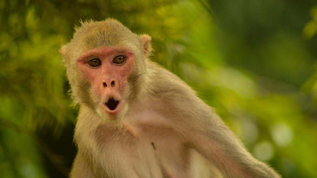 Axios: Hürmüz'e giden gemide bulunan bir ABD askeri, Tayland molasında maymun saldırısına uğradı