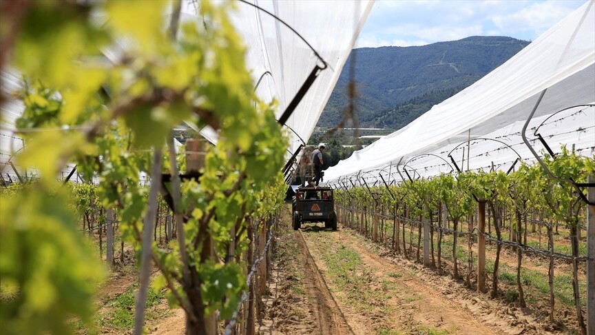Manisalı üreticiler üzüm bağlarını "dolu tülü" ile koruyor