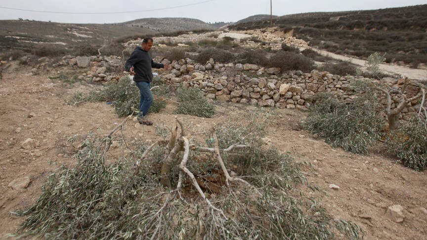Filistin topraklarını gasbeden İsrailliler, Batı Şeria'da yaklaşık 400 zeytin ağacını kesti
