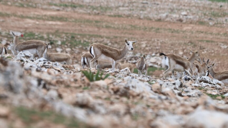 Urfa ceylanlarının envanteri yapay zeka desteğiyle çıkarılıyor