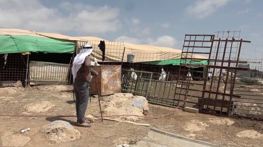 Filistin topraklarını gasbeden İsrailliler, Batı Şeria'da Filistinlilere saldırarak koyunlarını çalmaya çalıştı