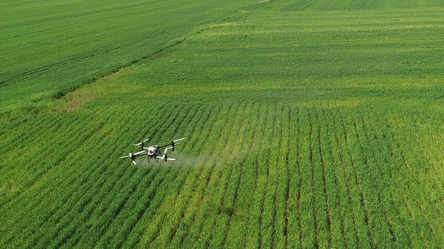 Hububat üreticisi nem artışıyla oluşabilecek hastalıklara karşı dronla ilaçlama yapıyor